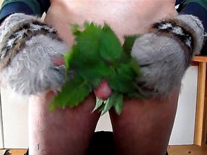Nettle * * * Em Sissy Clitty. Urtiga * * * Em Sissy Clitty